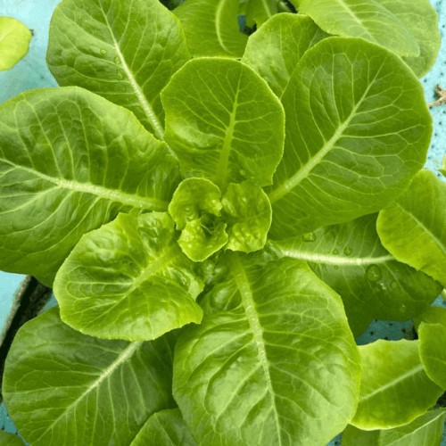Romaine