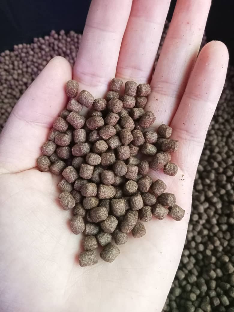 Fish Feed