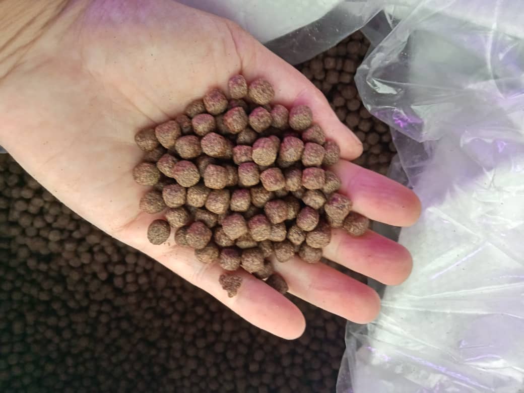 Fish Feed