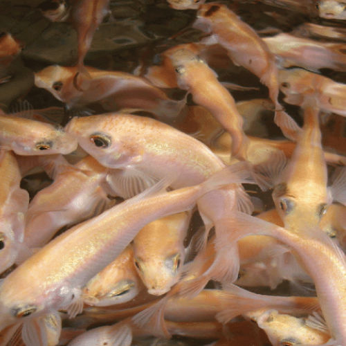 High-Quality Red Tilapia Fingerlings