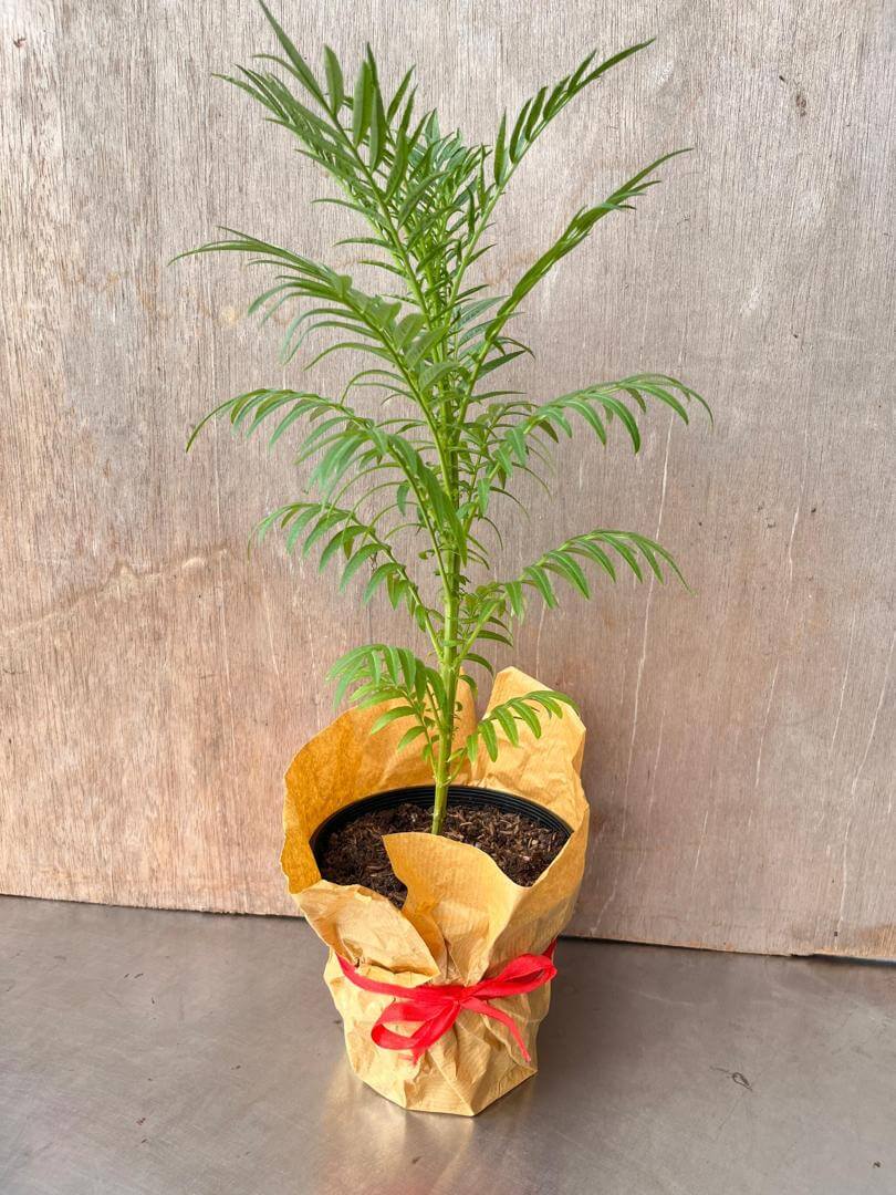 Marigold Potted Plant