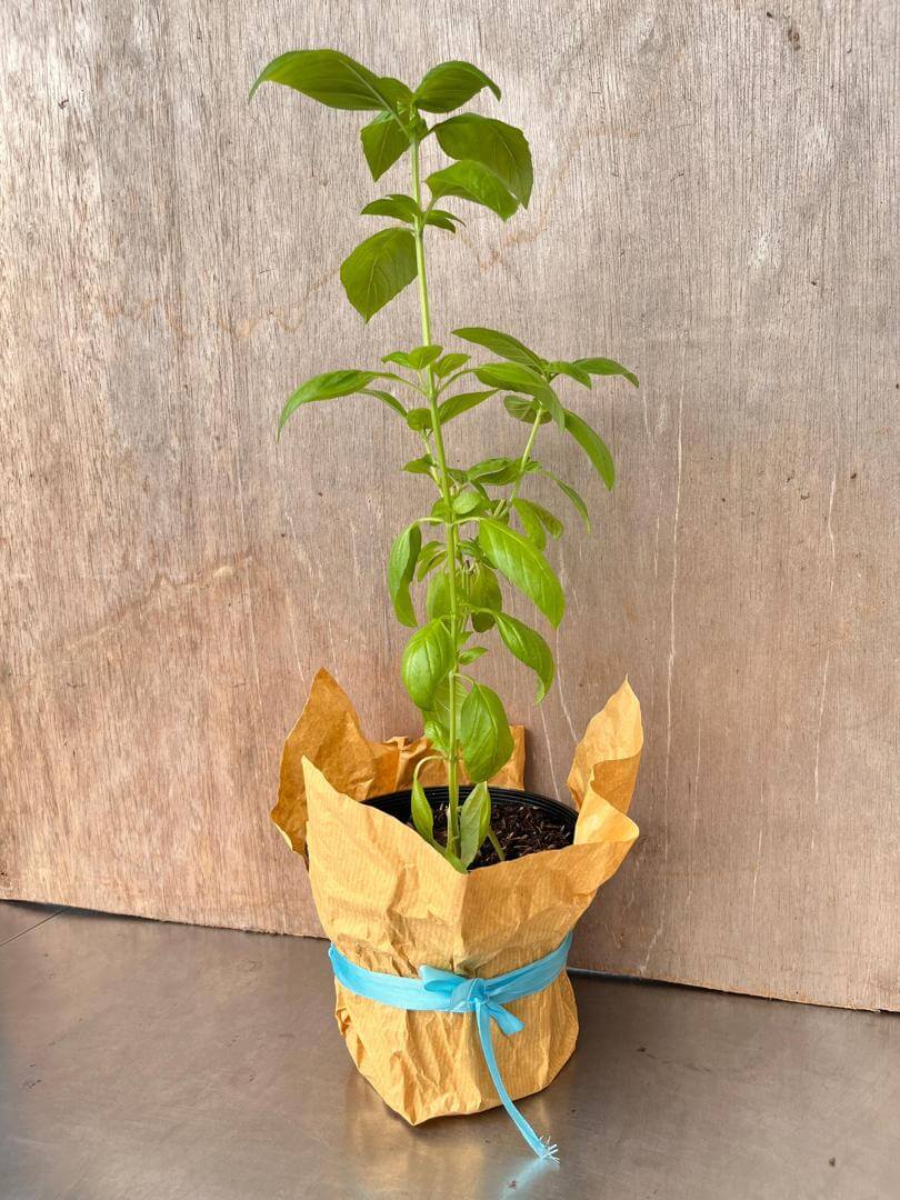 Sweet Basil Potted Plant