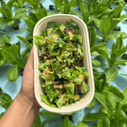 SalaDays Organic Box 🥗 (for corporate lunches & party 🎉)