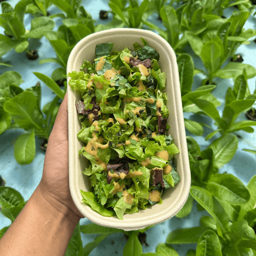 SalaDays Organic Box 🥗 (for corporate lunches & party 🎉)