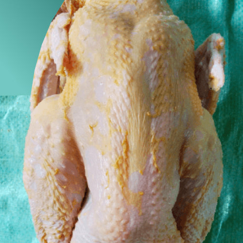 TW Old Aged Native Chicken