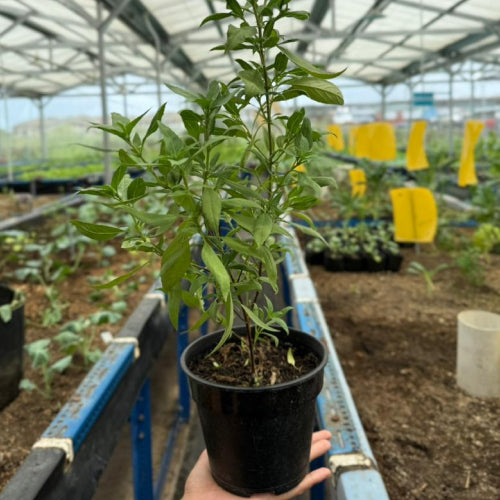 Big Thai Basil Potted Plant