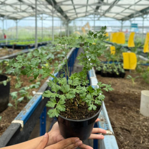 Italian Parsley Potted Plant