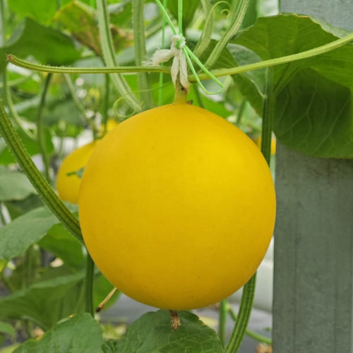 Yellow Melon