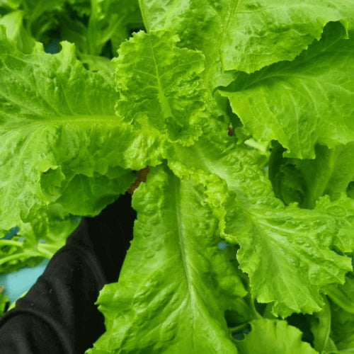 US Lettuce