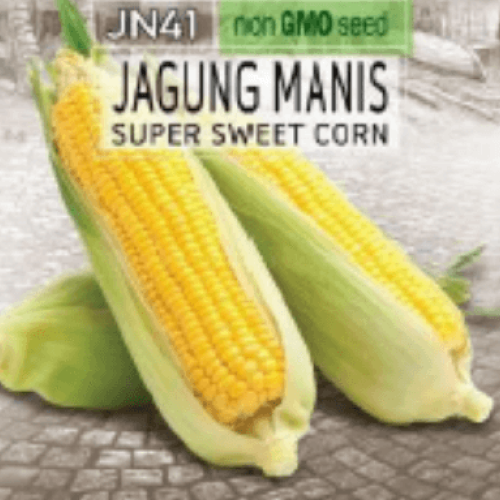 Super Sweet Corn (Jagung Manis) Seed