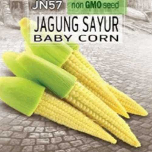 Baby Corn (Jagung Sayur) Seed
