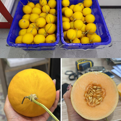 Yellow Melon