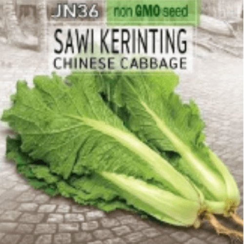 Chinese Cabbage (Sawi Kerinting) Seed