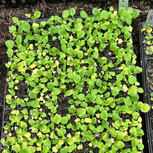Local Vegetables Seedlings