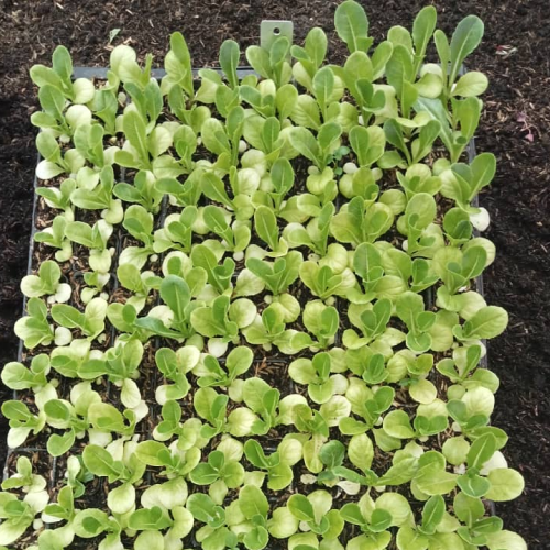 Lettuce Seedlings