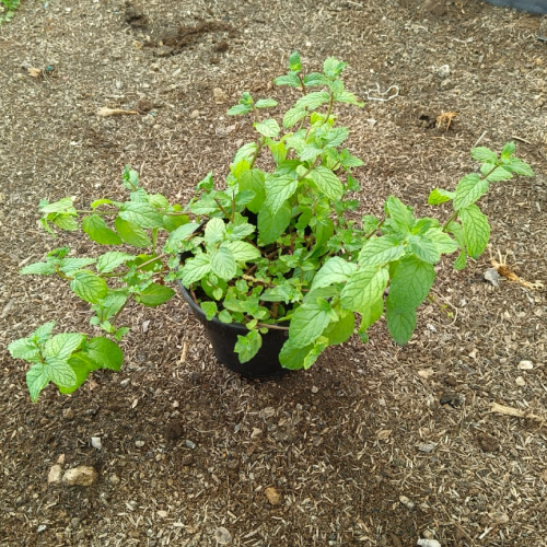 Spearmint Potted Plant