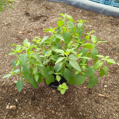 Peppermint Potted Plant