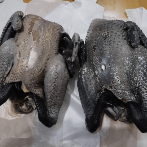 TW Old-Aged Black Chicken