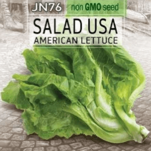 American Lettuce (Salad USA) Seeds
