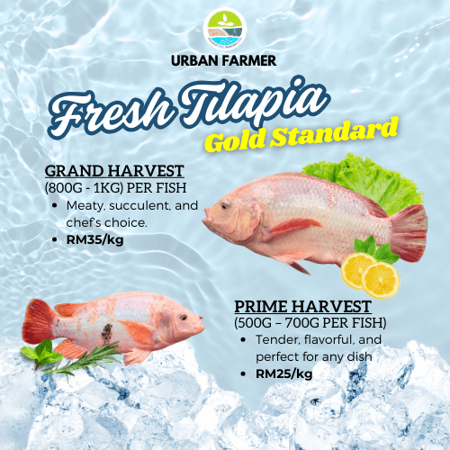 Fresh Red Tilapia