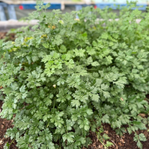 Italian Parsley