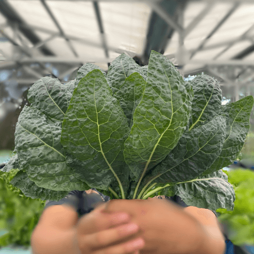 Kale