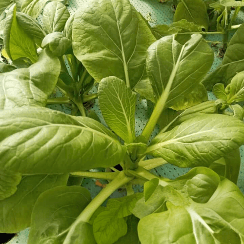 Hong Kong Choy Sum