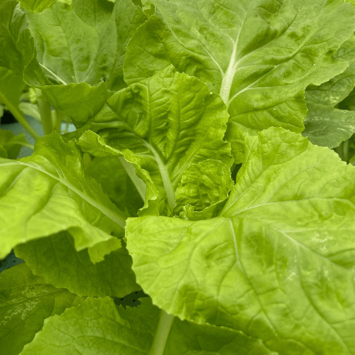 Chinese Cabbage